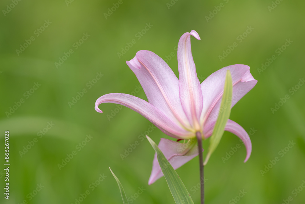 Fototapeta premium 野に咲くササユリ