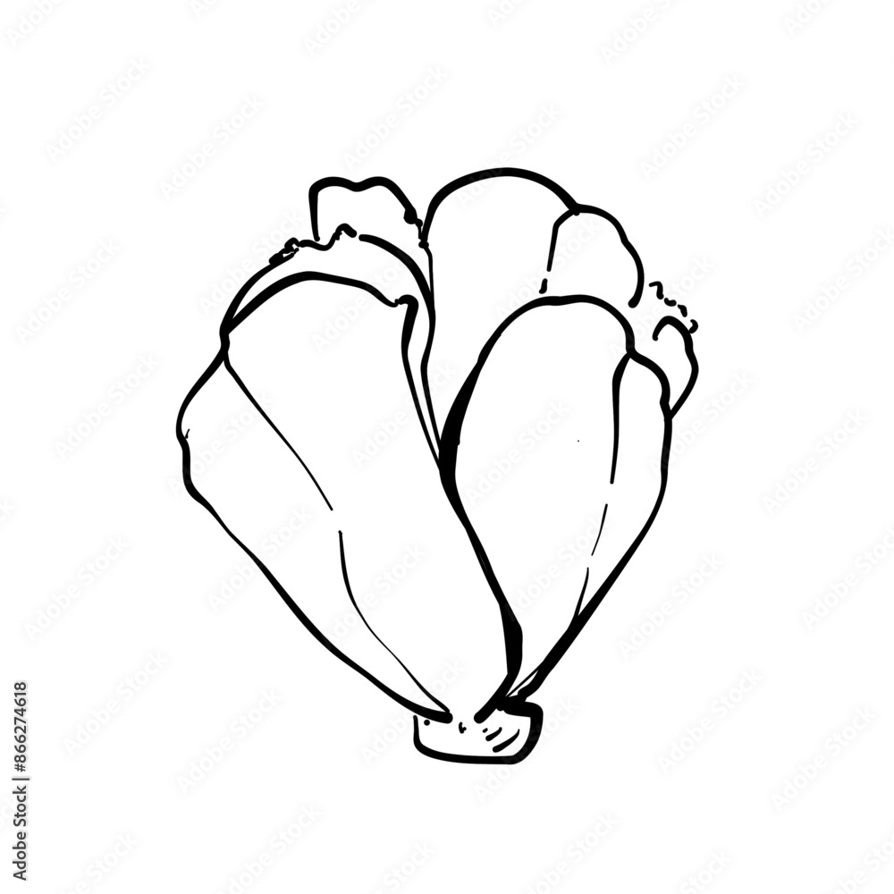 Illustration hand drawn, Minimal Chinese cabbage lines for artwork,logo, outline. Illustration hand drawn, Minimal Chinese cabbage lines for artwork,logo, outline.