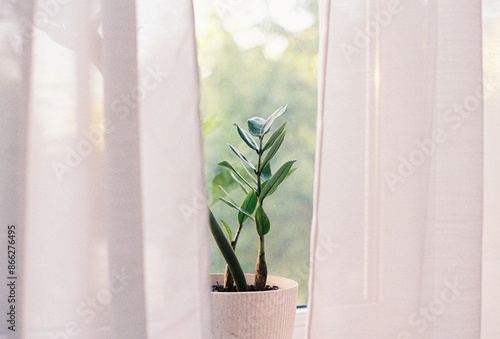 plant in window