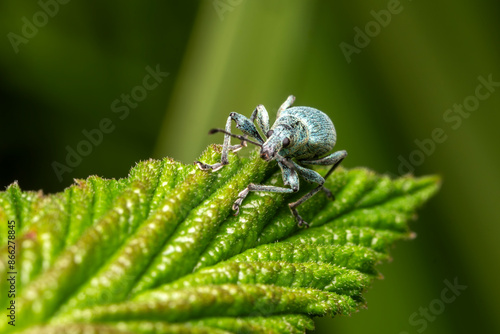 Nettle weevil (phyllobius pomaceus) a common British metallic green or blue insect found in fields and gardens during the spring and summer, stock photo image photo