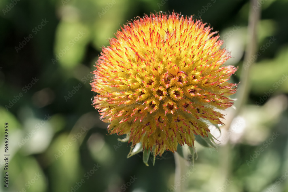 Close-up bud of Gaillardia after flowering. Close-up bud of Gaillardia after flowering.