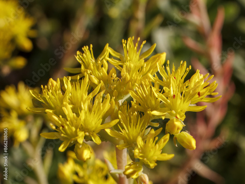 Sedum acre Aureum blooming in the garden.