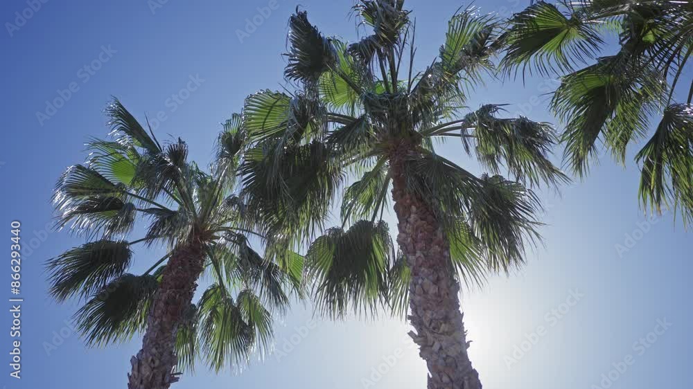 Tropical palm trees reach for the clear blue sky amidst the bright midday sun.