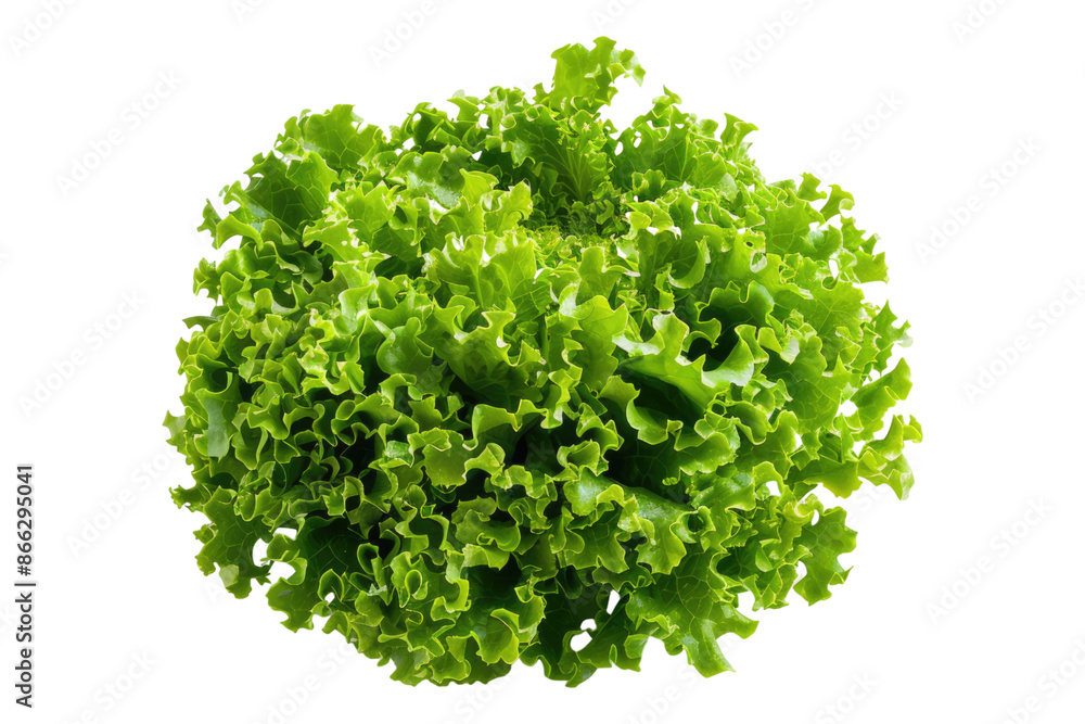 Fresh lettuce isolated on transparent background Fresh lettuce isolated on transparent background