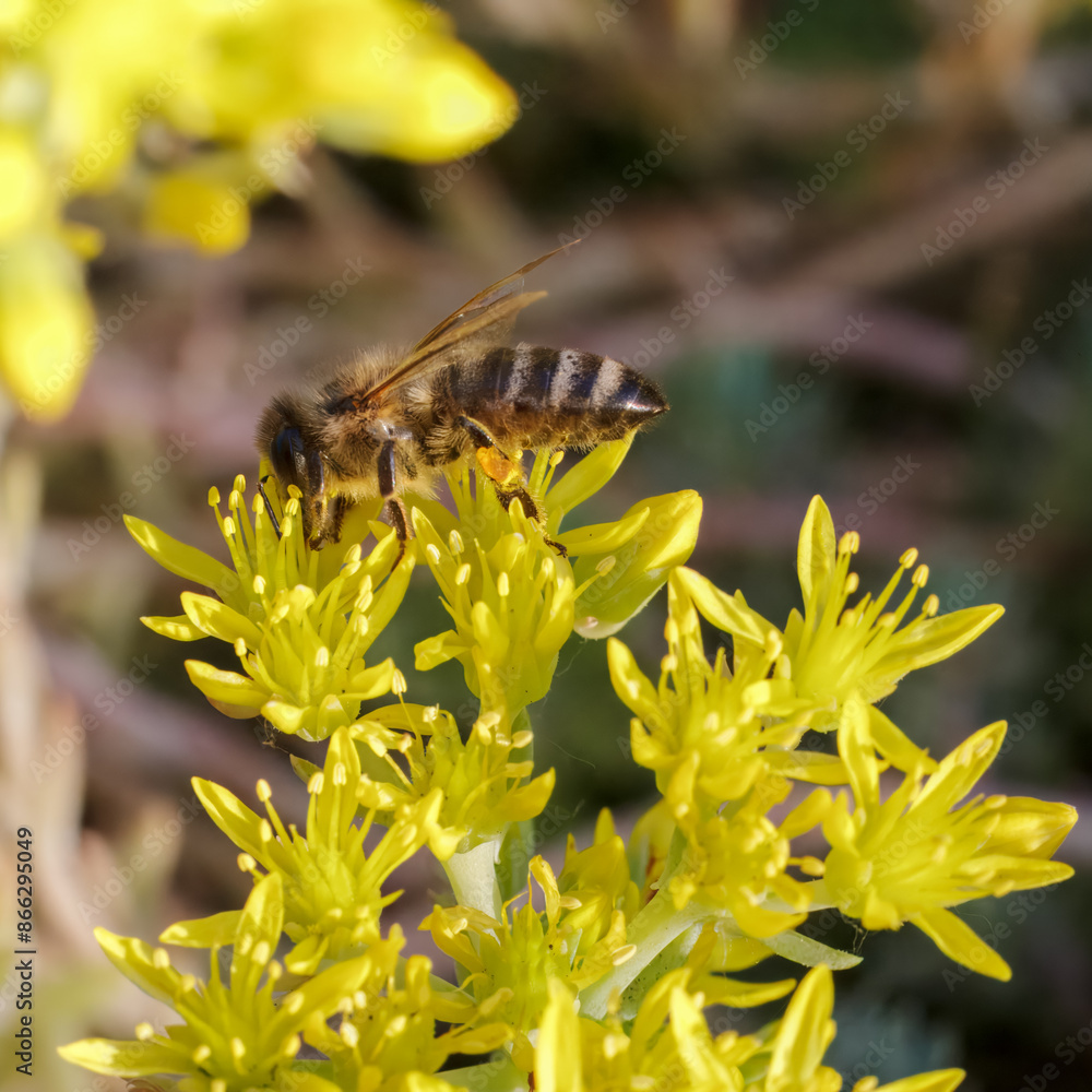 Sedum acre Aureum with a bee in the garden.