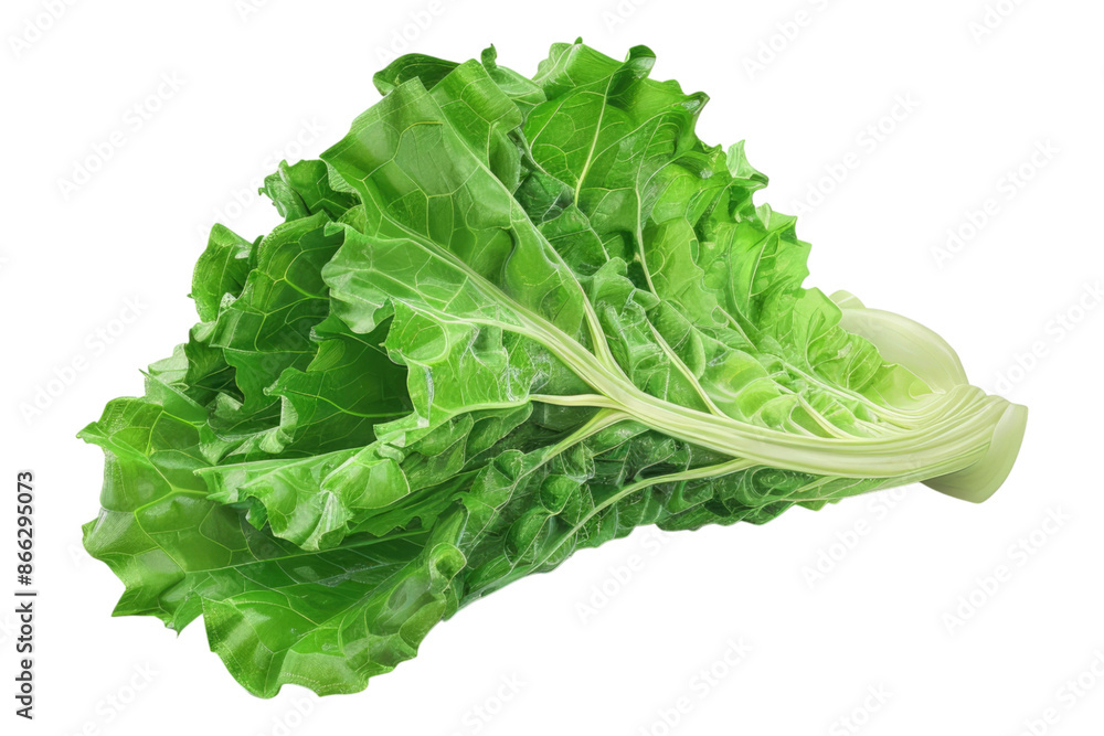 Fresh lettuce isolated on transparent background Fresh lettuce isolated on transparent background