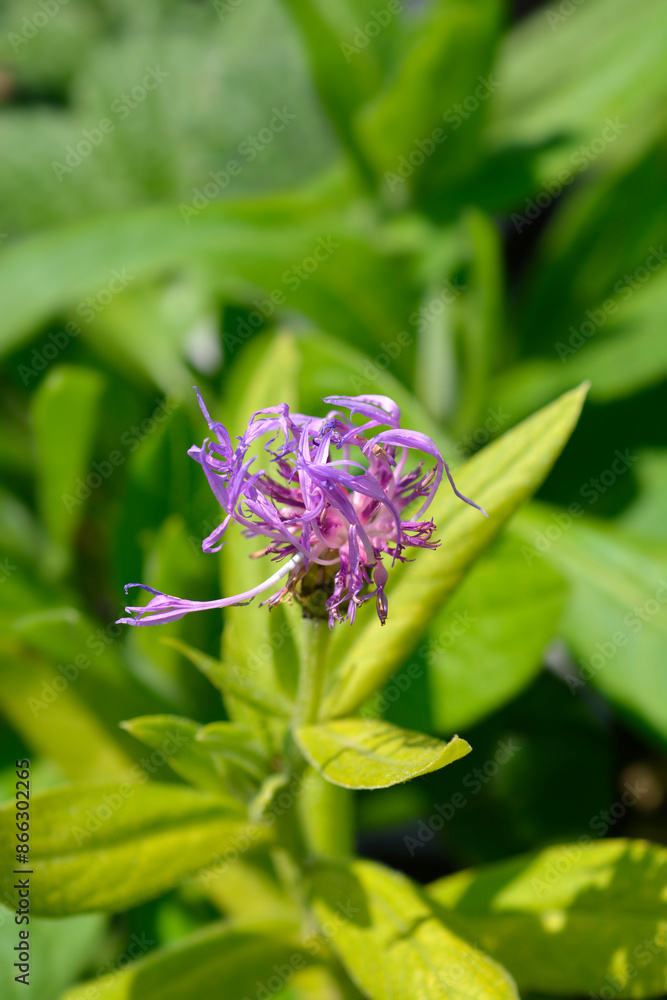 Mountain cornflower flower Mountain cornflower flower