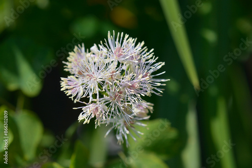 Columbine meadow-rue flower photo