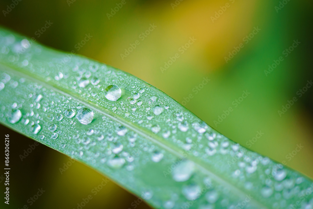 Water drops on the fresh green natural grass.