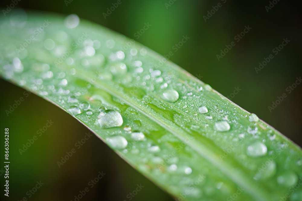 Water drops on the fresh green natural grass. Water drops on the fresh green natural grass.