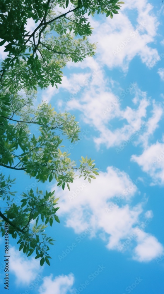Fototapeta premium Summer sky tree outdoors nature.