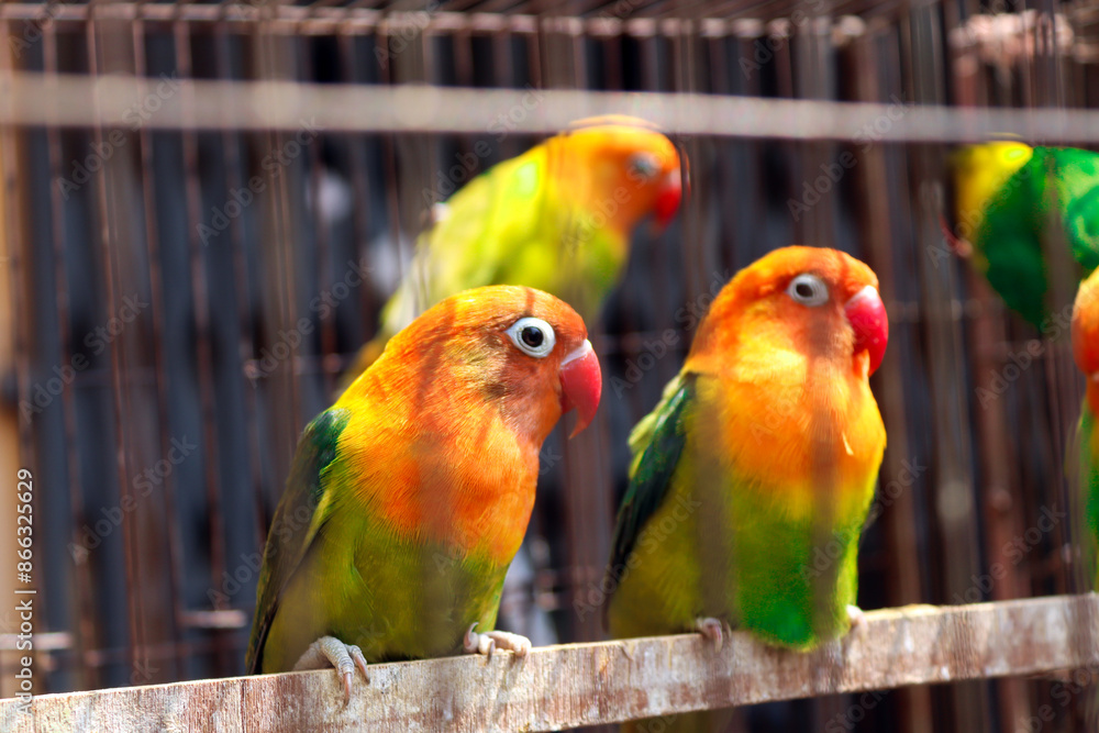 Fototapeta premium Vibrant Lovebirds Perched Inside a Cage Displaying Brilliant Orange and Green Plumage in a Captive Environment