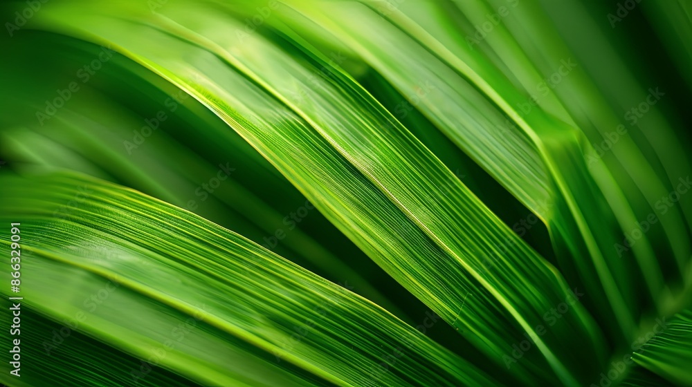 Green tropical plant close-up Green tropical plant close-up