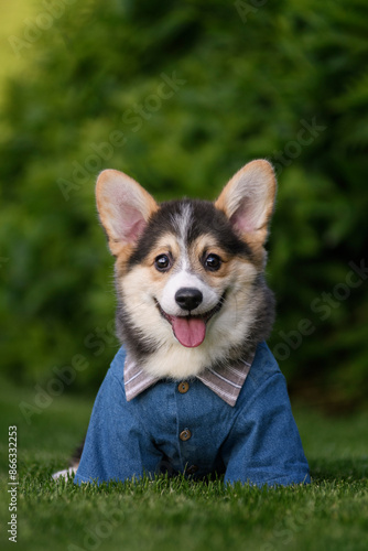 A corgi puppy in a denim shirt sits on the lawn