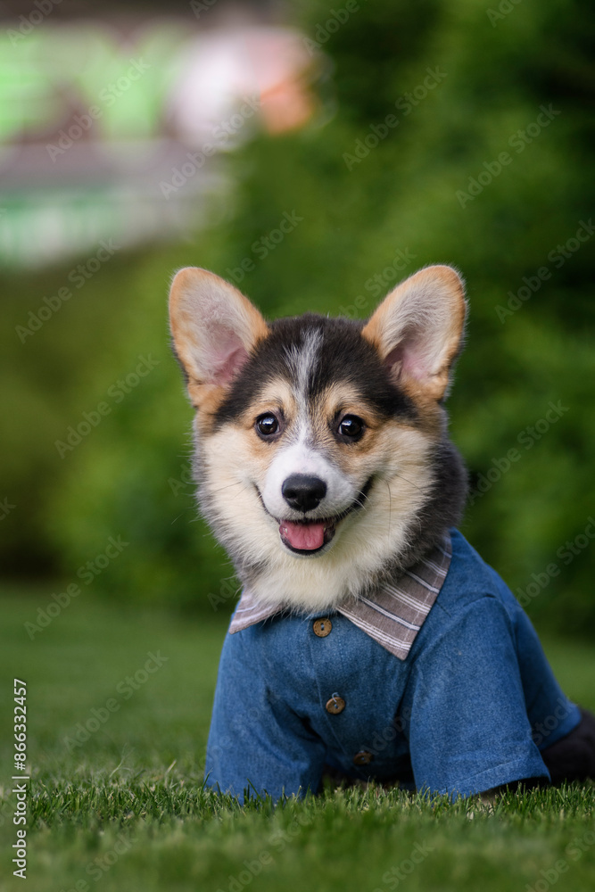 A corgi puppy in a denim shirt sits on the lawn A corgi puppy in a denim shirt sits on the lawn