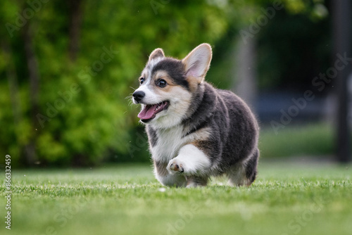 A corgi puppy running on a green lawn