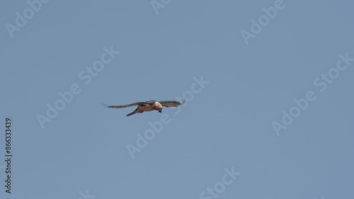 Endangered Bearded Vulture Soars in the Sky