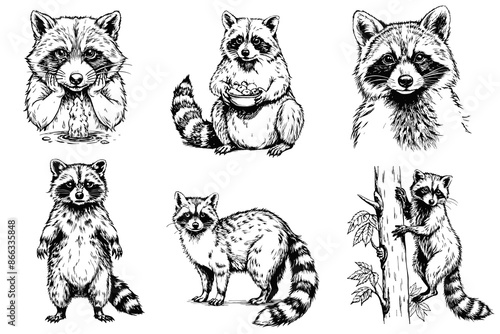 Set of cute raccoons sketch on a white background