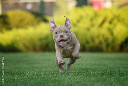 An American bully puppy poses and plays on a green lawn
