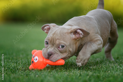 An American bully puppy poses and plays on a green lawn photo