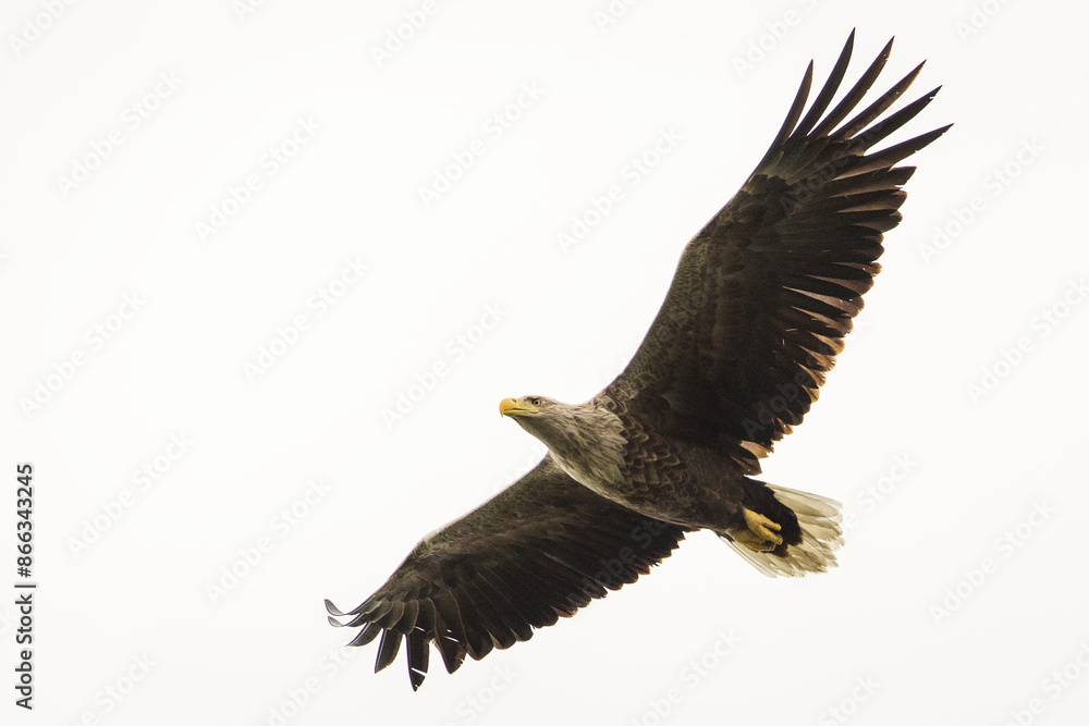 White tailed eagle in wild nature White tailed eagle in wild nature