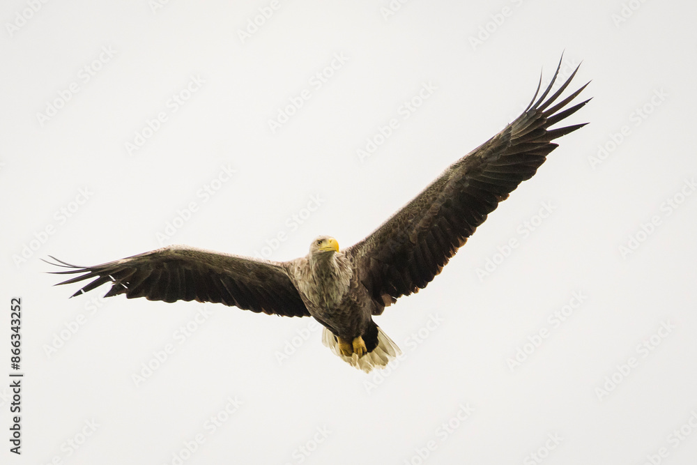 Naklejka premium White tailed eagle in wild nature