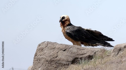 Endangered Bearded Vulture on Rock Side Profile Turns to Look At Camera
