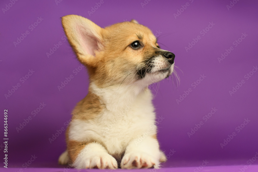Portrait of a Pembroke Welsh Corgi on a purple background Portrait of a Pembroke Welsh Corgi on a purple background