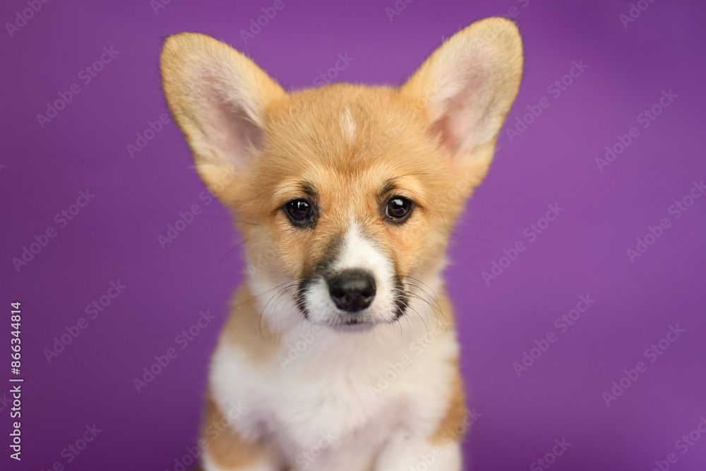 Portrait of a Pembroke Welsh Corgi on a purple background Portrait of a Pembroke Welsh Corgi on a purple background