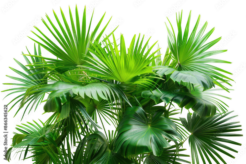 Fan Palm Plants Cluster Fan Palm Plants Cluster