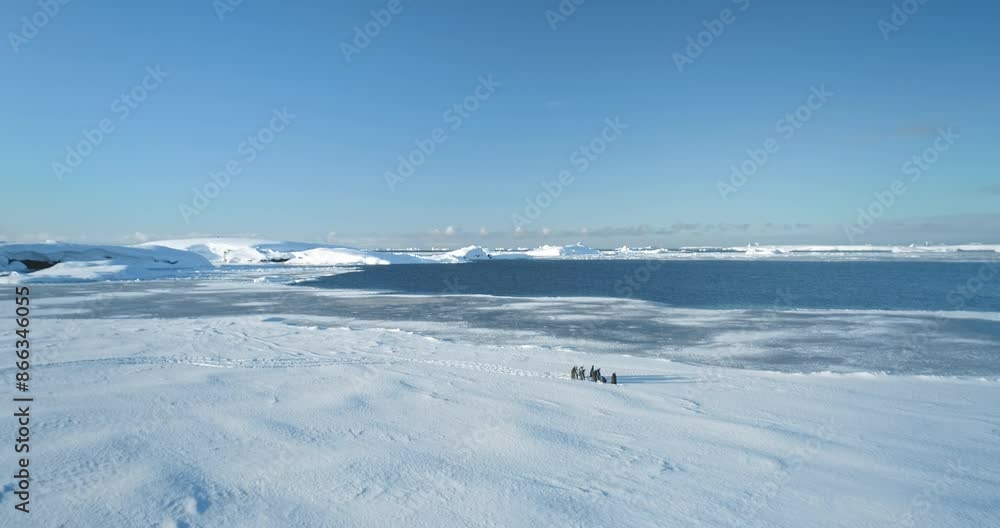 Aerial panorama penguins standing on Antarctica ocean coast. Winter wild nature landscape. Explore wildlife. Beauty of wild animals life and untouched nature on South Pole. Sea birds drone footage Aerial panorama penguins standing on Antarctica ocean coast. Winter wild nature landscape. Explore wildlife. Beauty of wild animals life and untouched nature on South Pole. Sea birds drone footage