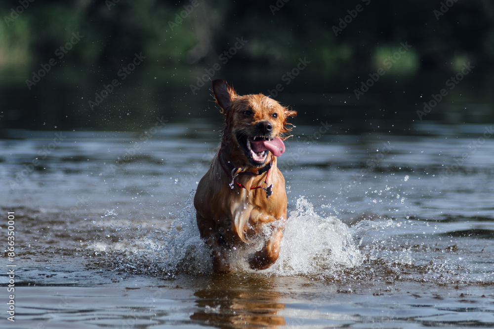 Golden Retriever swimming in the river Golden Retriever swimming in the river