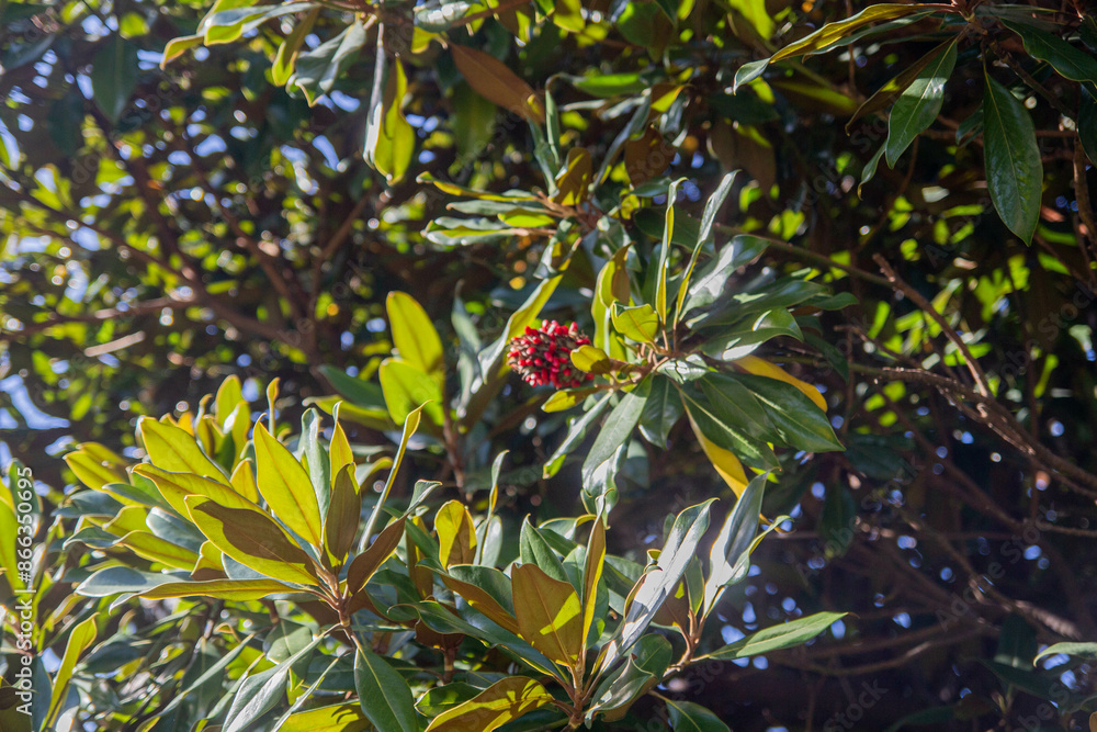Fototapeta premium Green and red. A small lonely flower among the large leaves of a tree.