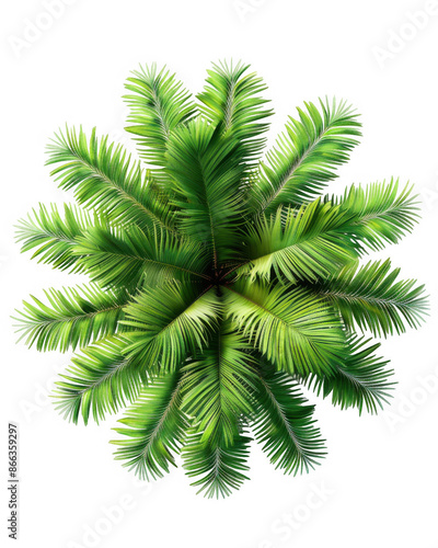 Top View of Palm Tree Fronds