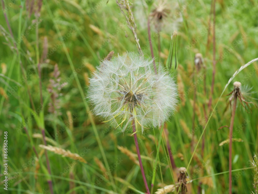 Goatsbeard with huge, ball-like seed heads, resembling dandelions. The parachutes of the seed heads just before dispersing make for captivating natural motifs. Goatsbeard with huge, ball-like seed heads, resembling dandelions. The parachutes of the seed heads just before dispersing make for captivating natural motifs.