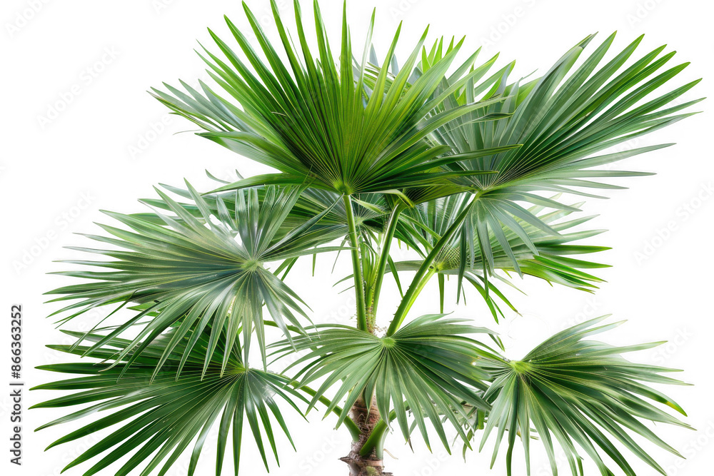 Palm Tree with Fan-Shaped Leaves Palm Tree with Fan-Shaped Leaves