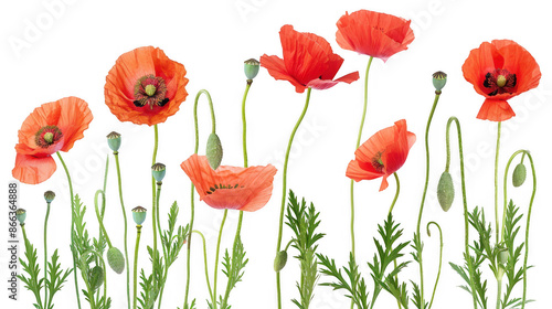 Red Poppy Flowers in Bloom