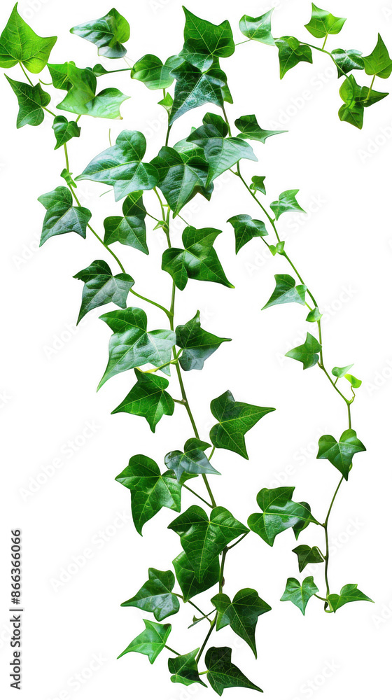Long Vine with Green Leaves Long Vine with Green Leaves