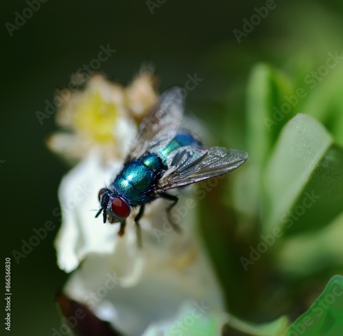 Lucilia sericata soaking up the sunlight