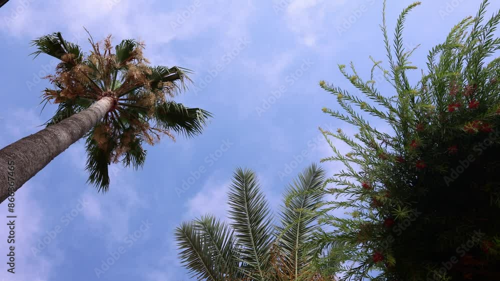 Green palm leaves against blue sky. Palm trees in backlit summer sunlight. View from bottom to top. Taken from hand. High quality 4k footage Green palm leaves against blue sky. Palm trees in backlit summer sunlight. View from bottom to top. Taken from hand. High quality 4k footage