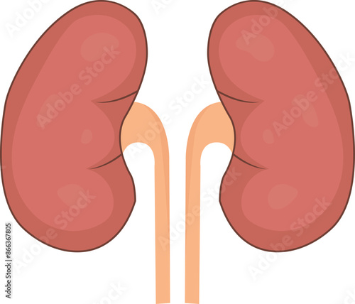 Kidney flat trendy design, human organ icon