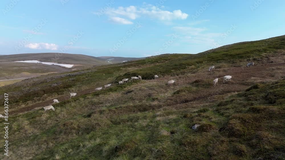A tranquil mountain scene with Reindeer grazing on lush hills under a clear blue sky, captured in stunning detail. North Cape Artic Circle Norway A tranquil mountain scene with Reindeer grazing on lush hills under a clear blue sky, captured in stunning detail. North Cape Artic Circle Norway