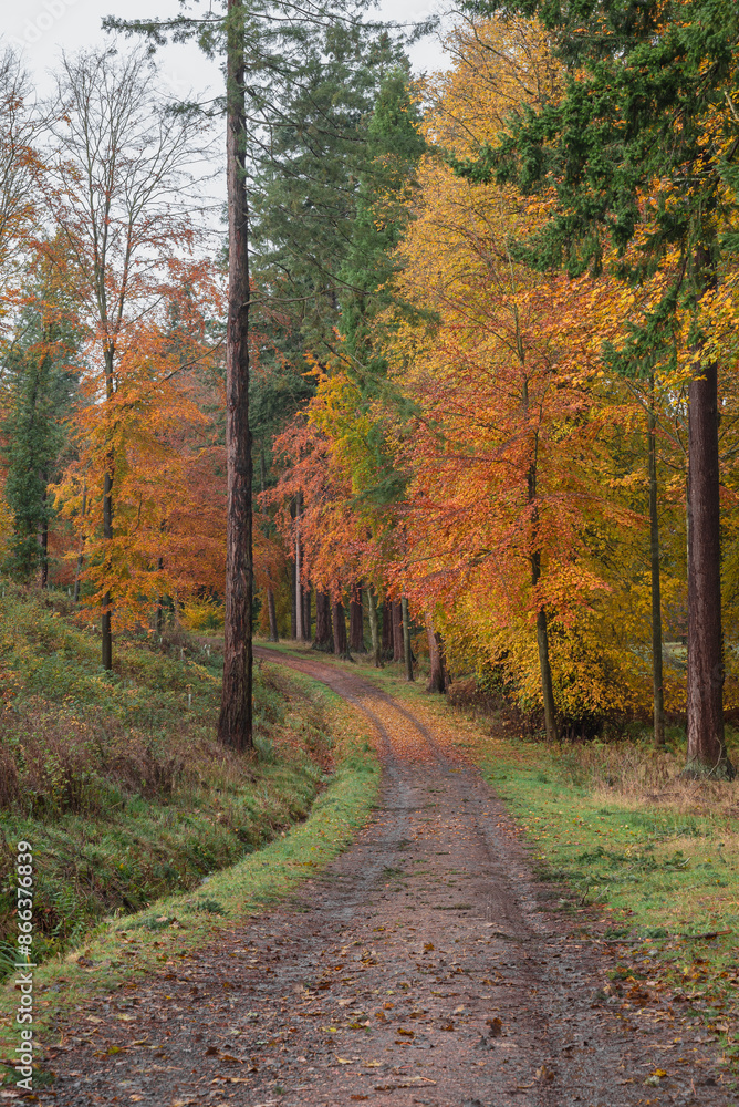 Fototapeta premium Autumn Colours Looking Beautiful 