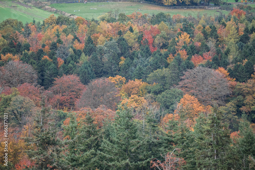 Autumn Colours Looking Beautiful 