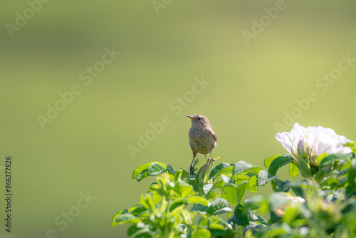 Eurasian Wren Perched on a bush
