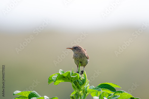 Eurasian Wren Perched on a bush