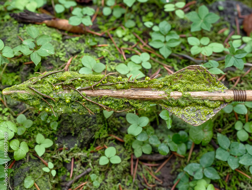 An arrow is covered in moss and vines, blending seamlessly into the surrounding green foliage on the forest floor The arrow appears to be camouflaged by nature