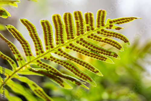 Limestone polypiody - Polypodium cambricum - fern green fronds with orange sori on leaflets underside
