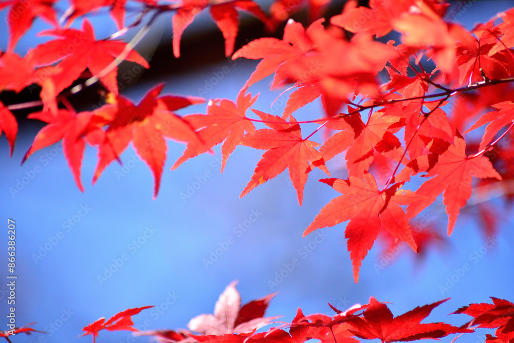 山の中の紅葉した木の葉