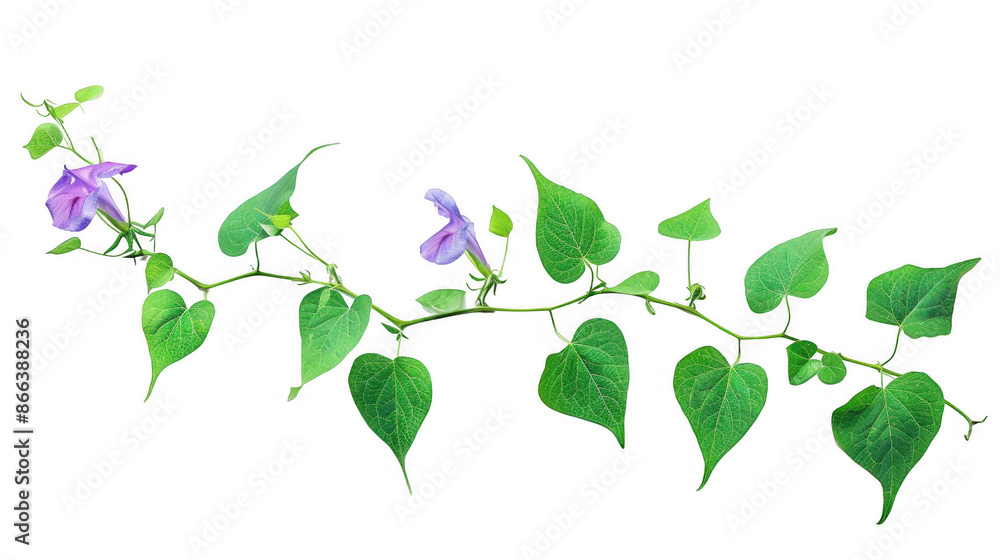 Vine with Green Leaves and Purple Flower Vine with Green Leaves and Purple Flower